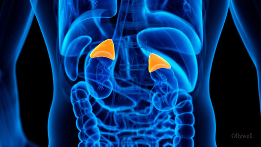 Location of the adrenal glands in the human body.